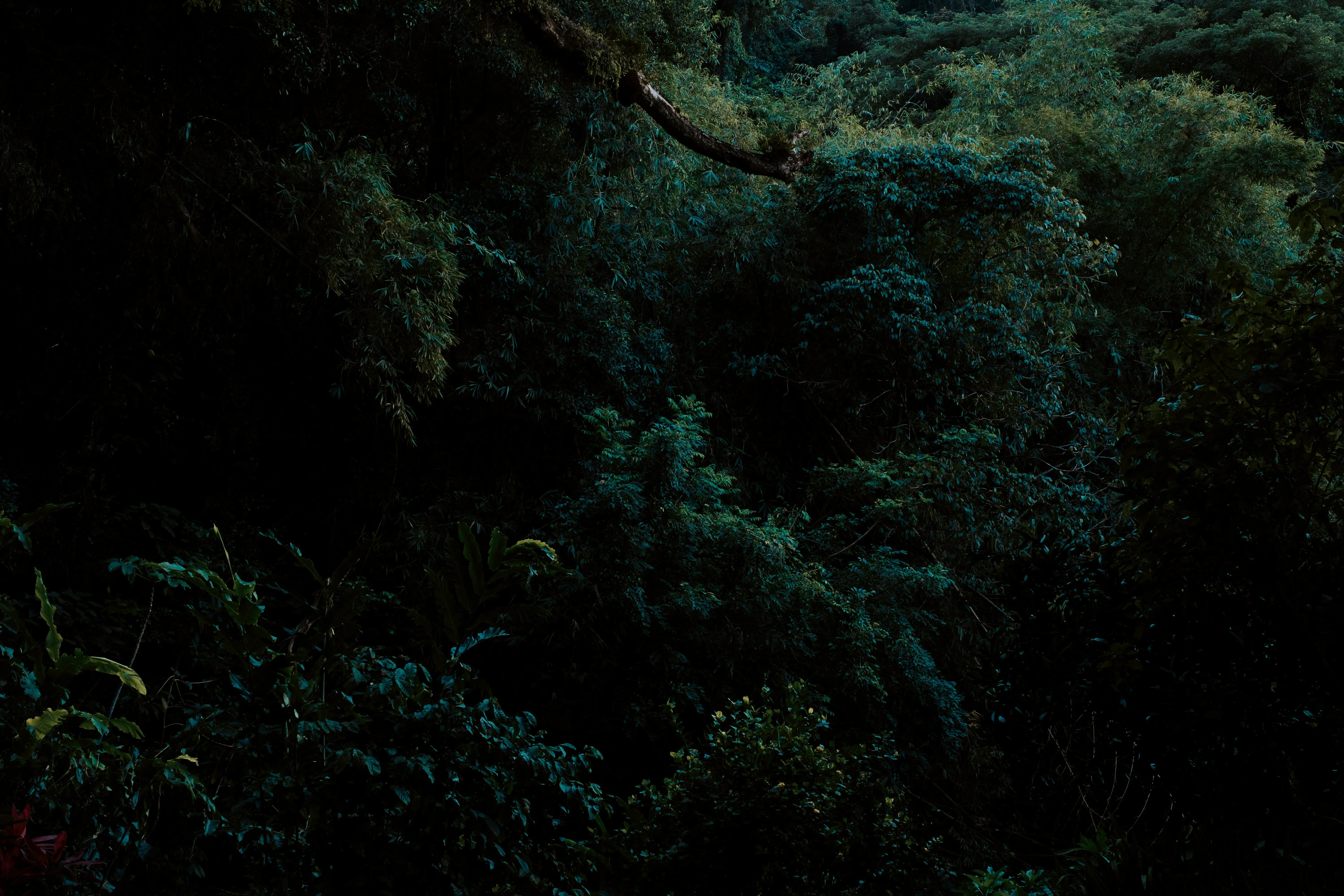 Hoy Explore Organic T-shirt - Dark Forest